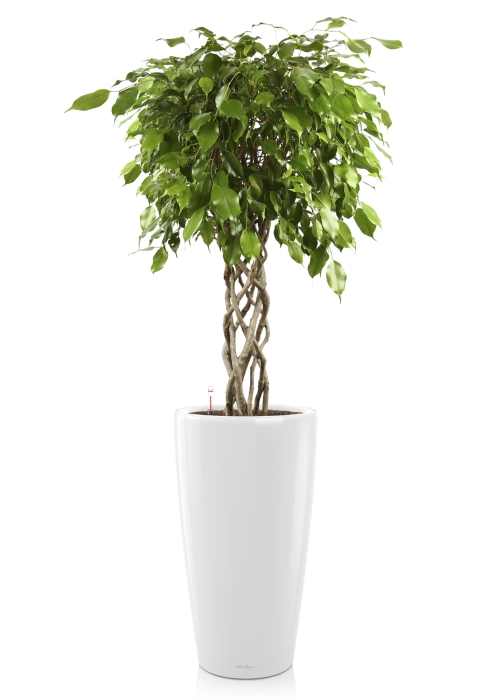 Фикус цилиндр RONDO 40/180 см, белый блестящий