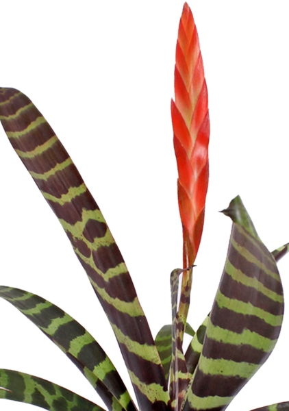 Вриезия Спленриет в CUBE COLOR 14