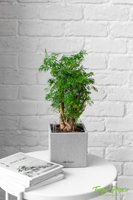 Полисциас в CANTO STONE 14