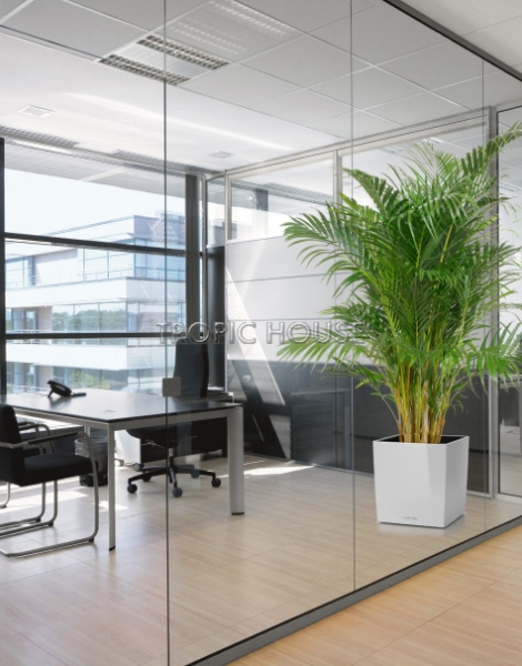 Хризалидокарпус в CUBE 50 Хризалидокарпус в CUBE 50