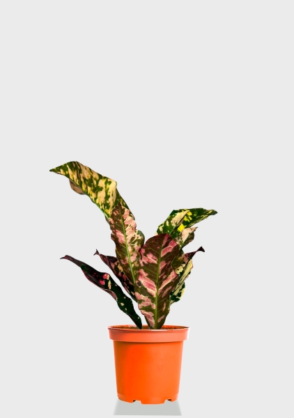 Кодиеум микс 8/20 см Кодиеум микс 8/20 см