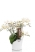 Орхидея Вайлд в ORCHIDEA 18