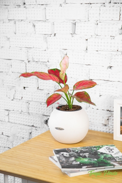 Аглаонема Корал Ред 12/40 см