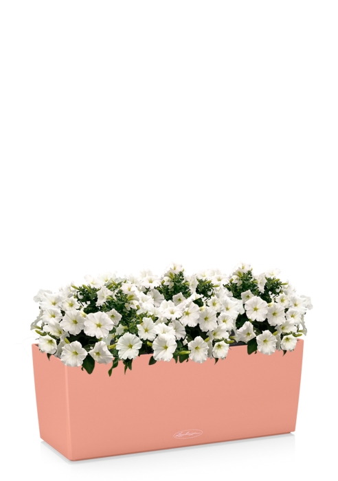 Петуния Белая в BALCONERA 50, коралловый