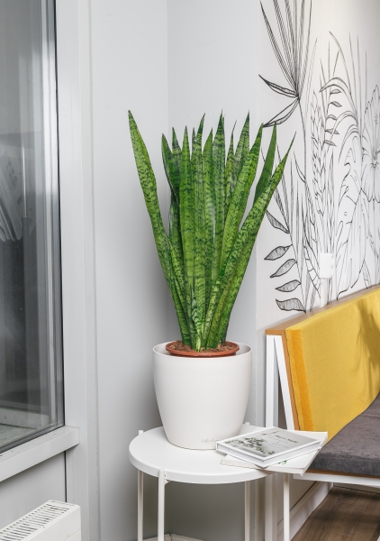 Сансевиерия Зейланика 17/65 см