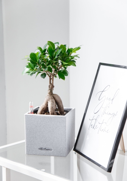 Фикус бонсай в CANTO STONE 14