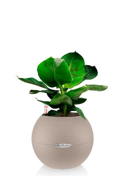 Банан 12/30 в PURO 20, песочно-коричневый