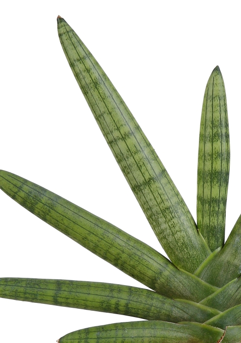 Сансевиерия Скайлайн в PURO 20