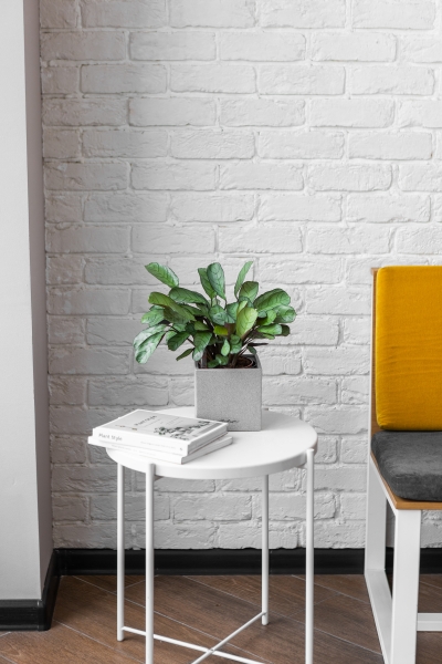 Ктенанта Амагрис в CANTO STONE 14