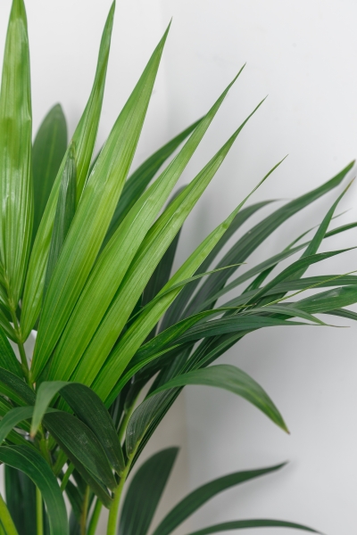 Ховея Кентия 21/140 см Ховея Кентия 21/140 см