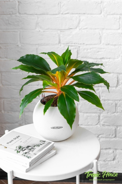 Хлорофитум Фаер Флеш в PURO 20