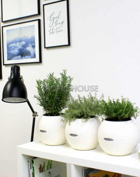 "Набор для кухни" Пряные травы в PURO 20