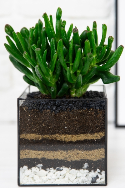 Флорариум с Крассулой Хоббит 25 см в кубе Флорариум с Крассулой Хоббит 25 см в кубе