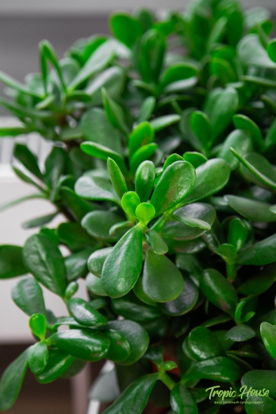 Крассула Овата 17/40 см