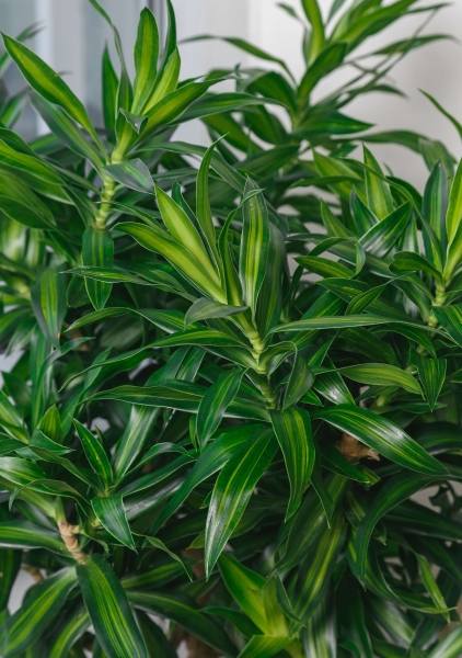 Драцена Песнь Ямайке 27/90 см в LAMELA Finezja 40x40