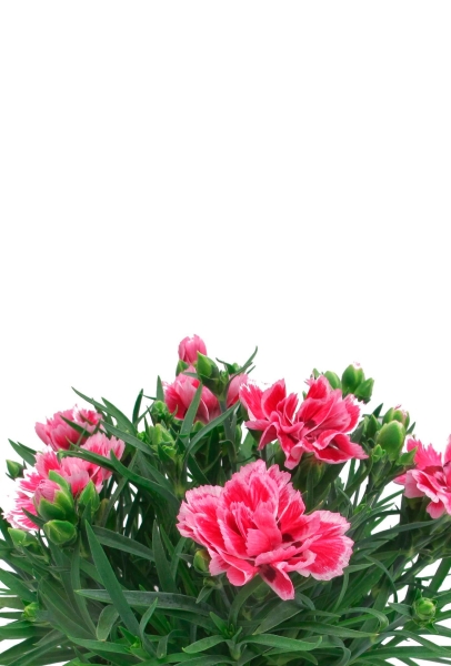 Гвоздика Оскар 12/25 см Гвоздика Оскар 12/25 см