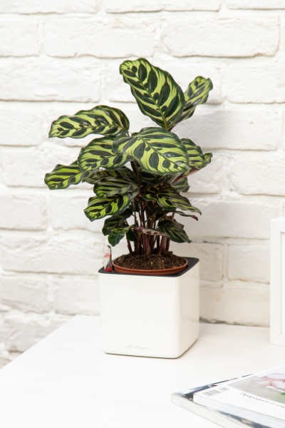 Калатея Макояна в CUBE GLOSSY 14 Калатея Макояна в CUBE GLOSSY 14