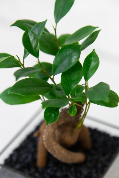 Флорариум с Бонсаем в кубе 10 см Флорариум с Бонсаем в кубе 10 см