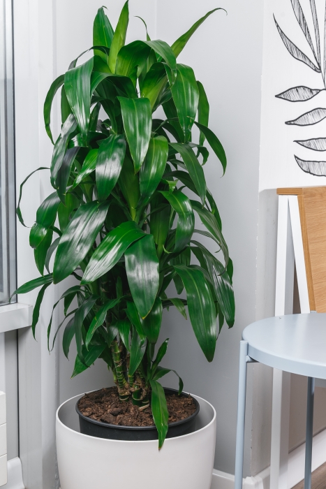 Драцена Джанет Крейг в CLASSICO COLOR 35