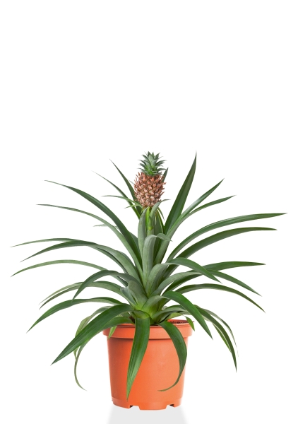 Ананас 15/50 см