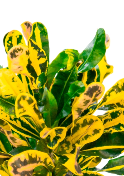 Кротон Еллоу в OJO Кротон Еллоу в OJO