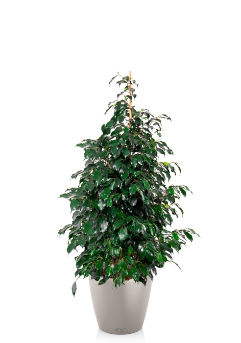 Фикус Бенджамина Даниэль пирамида 21/90 см в CLASSICO COLOR 28