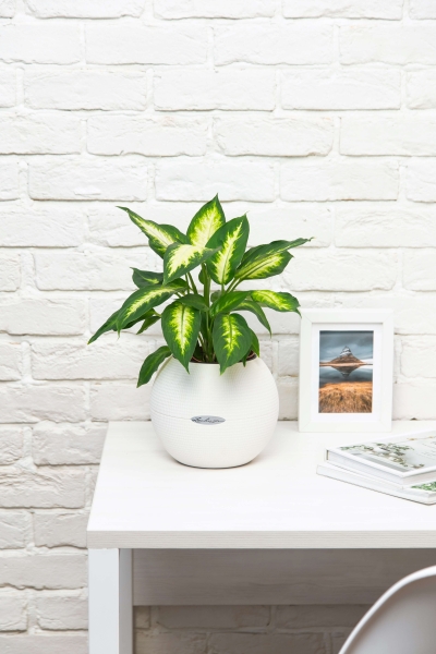 Диффенбахия Камилла 12/40 см в CUBE GLOSSY 16