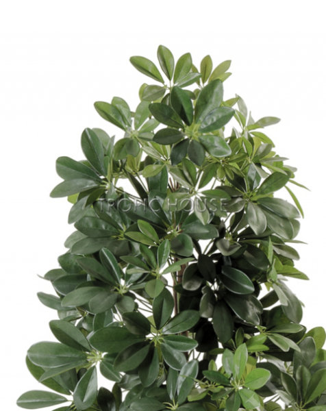 Шеффлера натуральная зелёная