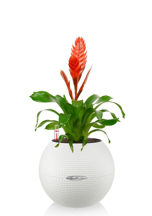 Вриезия красная PURO 20/40 см, белый