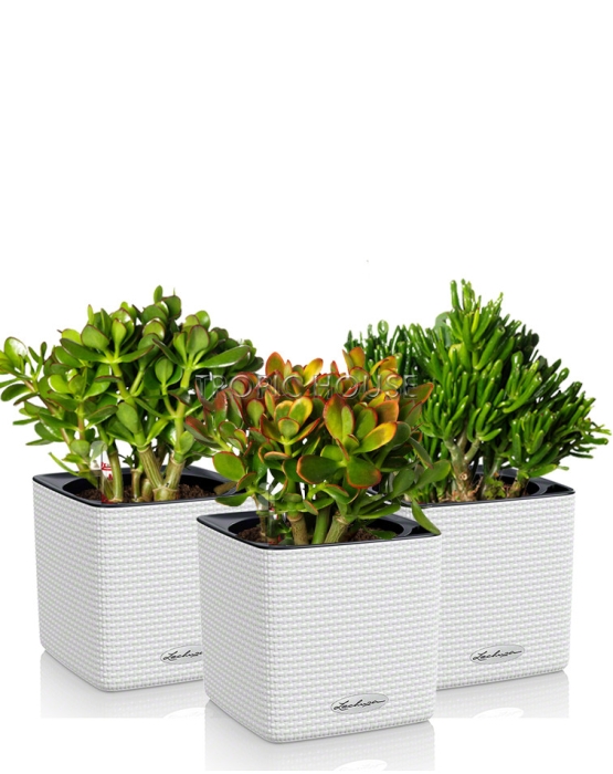 Набор "Денежные деревья" CUBE 14/25 см, белый (3 шт.)