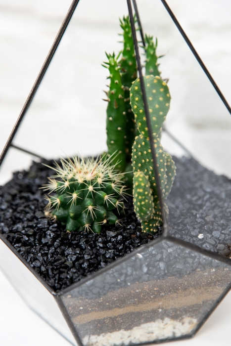 Флорариум-капля с мини-кактусами