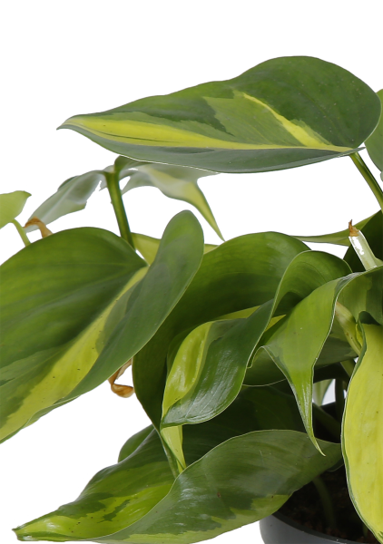 Набор Филодендрон Бразил в Cube Color 14 Набор Филодендрон Бразил в Cube Color 14