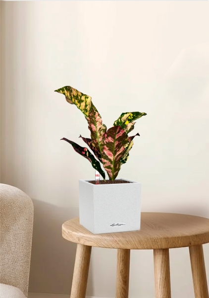 Кодиеум 8/20 см в CANTO STONE 14 Кодиеум 8/20 см в CANTO STONE 14