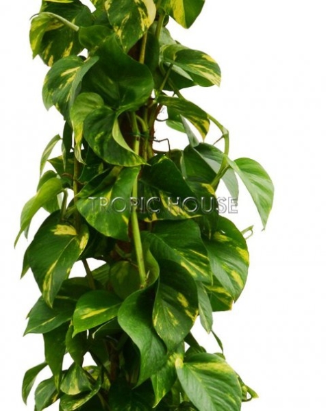 Сциндапсус на опоре в CLASSICO 35