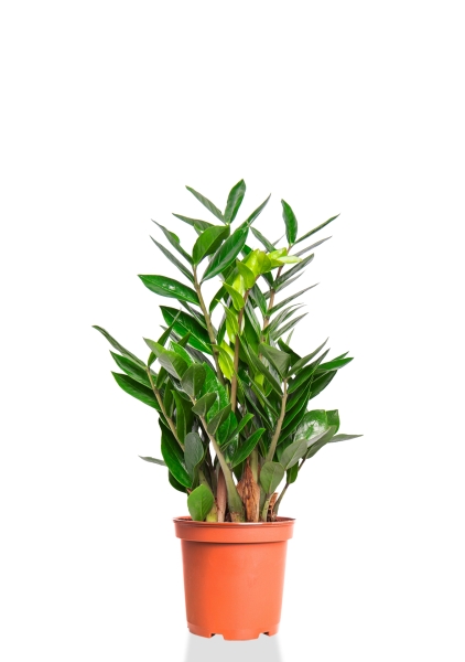 Замиокулькас 14/50 см