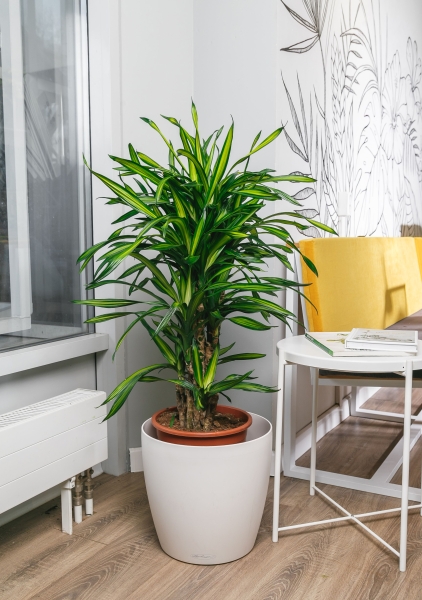 Драцена Рики бранч 27/120 см