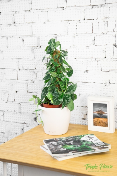 Сциндапсус Пиктус на опоре 15/50 см Сциндапсус Пиктус на опоре 15/50 см