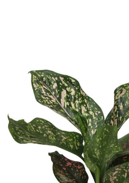 Аглаонема Анимани 12 см