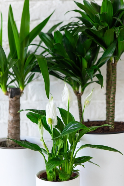 Набор для озеленения офиса № 2 (Юкка, Драцена Компакта 3 ствола, Спатифиллум) Набор для озеленения офиса № 2 (Юкка, Драцена Компакта 3 ствола, Спатифиллум)