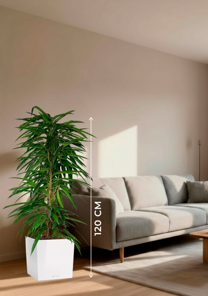 Фикус Али пирамида 24/120 см в CUBE 30 Фикус Али пирамида 24/120 см в CUBE 30