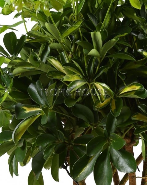 Шеффлера Голд Капелла цилиндр 27/120 см