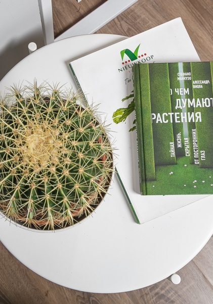 Эхинокактус Грузони 25/25 см