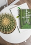 Эхинокактус Грузони 25/25 см