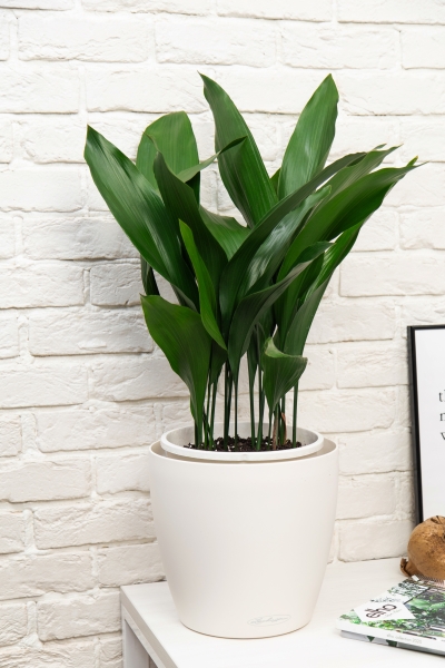 Аспидистра в CLASSICO Color 28 Аспидистра в CLASSICO Color 28