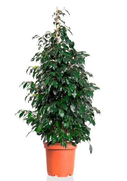 Фикус Бенджамина Даниэль 30/165 см Фикус Бенджамина Даниэль 30/165 см