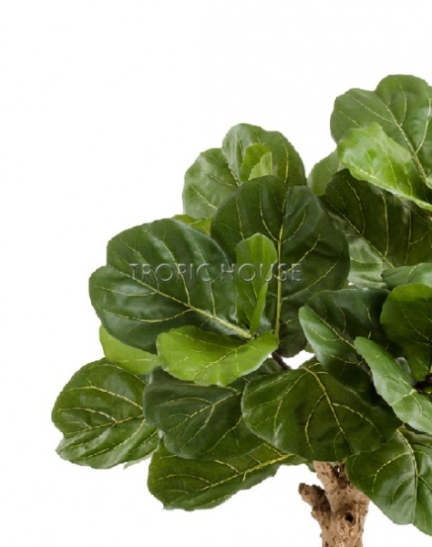 Фикус Лирата Форест