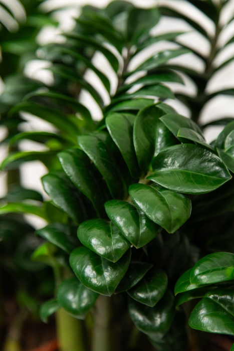 Замиокулькас Зензи в BALCONERA COLOR 50