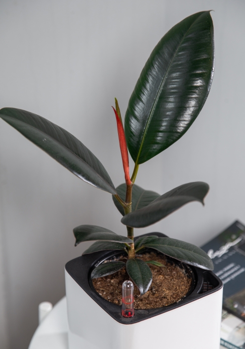 Фикус Эластика в CUBE GLOSSY 14