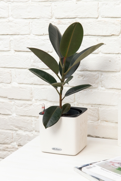 Фикус Эластика Абиджан 14/45 см Фикус Эластика Абиджан 14/45 см