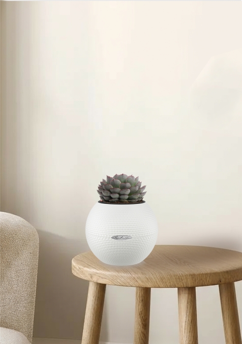 Эхеверия микс 10 см в PURO 20